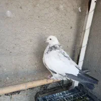 کبوتر . جوجه