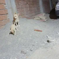 سگ پاکوتاه|سگ|آق قلا, |دیوار