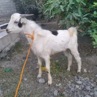 کهره نر چاق و چله نذری