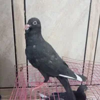 دورگ زاق حبشی