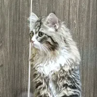 گربه|گربه|یزد, |دیوار