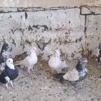 6 تا کفتر گرفتنی