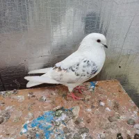 کبوتر ماده پرشی ( ساعتی ) براش جا ندارم