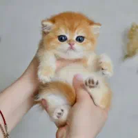 بریتیش گلد ny12 ماده