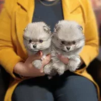 توله سگ پامرانین خرسی