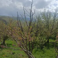 پیاده روی