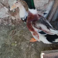 اردک