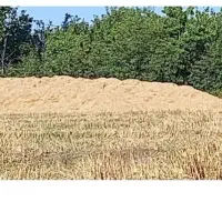 فروش کاه گندم