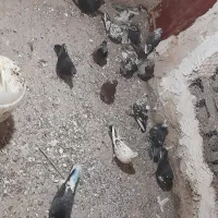 کبوتر پرشی ۹ تا ۱۰ ساعت