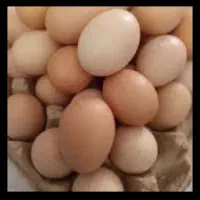 تخم مرغ محلی