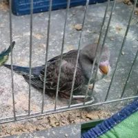 جوجه مرغ عشق آبی ماده(تقریبا دوماهه)