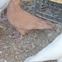 کبوتر گره ودرجاوجوجه گره|پرنده|بندرعباس, |دیوار