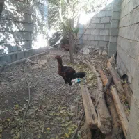 فروش دو عدد خروس در جغین