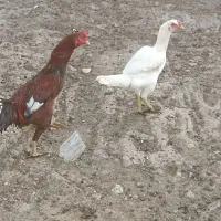 مرغ و خروس لاری|پرنده|گالیکش, |دیوار