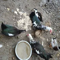 اردک محلی و اسراییلی|حیوانات مزرعه|رشت, لاکان|دیوار