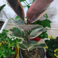 گلهای زیبا و سرحال آپارتمانی