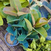 گل فیکوس در همه نژاد ببری یاقوتی بلک و..|گل و گیاه طبیعی|تبریز, |دیوار