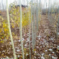 فروش کبودوصنوبر به جای دلال بیاازمن ارزون بخر|گل و گیاه طبیعی|میاندوآب, |دیوار