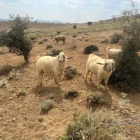 گوسفند زنده