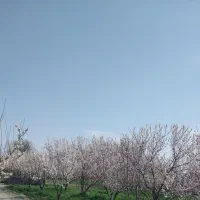 2000مترباغچه