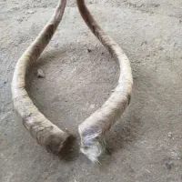 شاخ گوسفند 4جفت