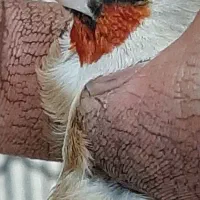 سهره|پرنده|قدس, شهر‌قدس|دیوار