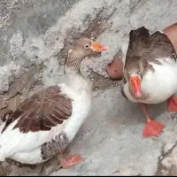 روستای خاور سید خلف