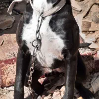 سگ پیتبول|سگ|جم, |دیوار