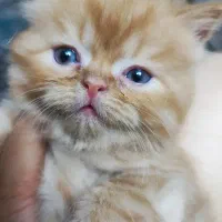 گربه|گربه|کرج, فاز ۴ مهرشهر|دیوار