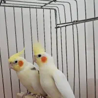 عروس هلندی