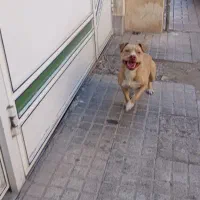 پیتبول نر