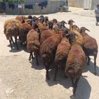 میش قزل افشار جوان