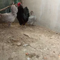 تخم مرغ گلین وپاکر