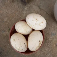 تخم اردک|حیوانات مزرعه|شفت, |دیوار