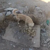 سگ پاکوتاه نژاد دار|سگ|گلبهار, بیزکی|دیوار