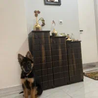 سگ ژرمن شپر ۴ ماهه