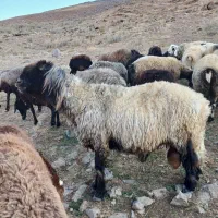 قوچ کله زنگ اصل