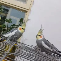 عروس هلندی فروش و معاوضه|پرنده|ایوان, |دیوار