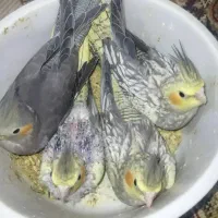 عروس هلندی|پرنده|شوش, |دیوار