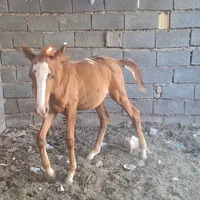 کره ۹ ماه|اسب و تجهیزات اسبسواری|بم, |دیوار