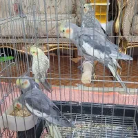 عروس هلندی مولد