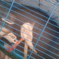 عروس هلندی نر (البینو)