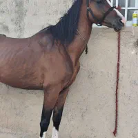 اسب عرب