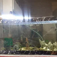 آکواریوم شیشه خم