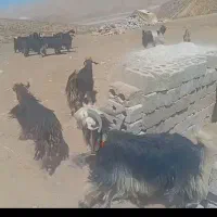 ۴۰ راس بز شهرکردی