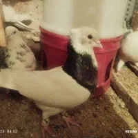 کبوتر پرشی|پرنده|گرمدره, |دیوار