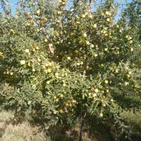 فروش دو هکتار و سههزار متر باغ22ساله|فروش دفتر صنعتی، کشاورزی، تجاری|مهاباد (آذربایجان غربی), |دیوار