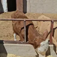 گوساله سیمینتال   میاندواب