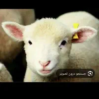 حیوانات مزرعه بره