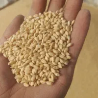 دان اردک گندم غاز|لوازم جانبی حیوانات|تالش, هشتپر|دیوار